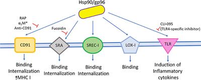 Heat Shock Proteins 90 kDa: Immunomodulators and Adjuvants in Vaccine Design Against Infectious Diseases